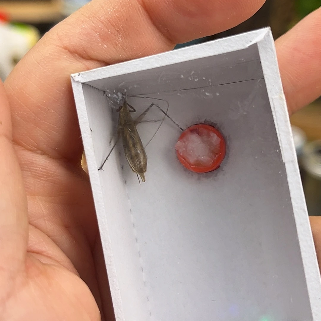 1条全品红竹哈哈哈哈