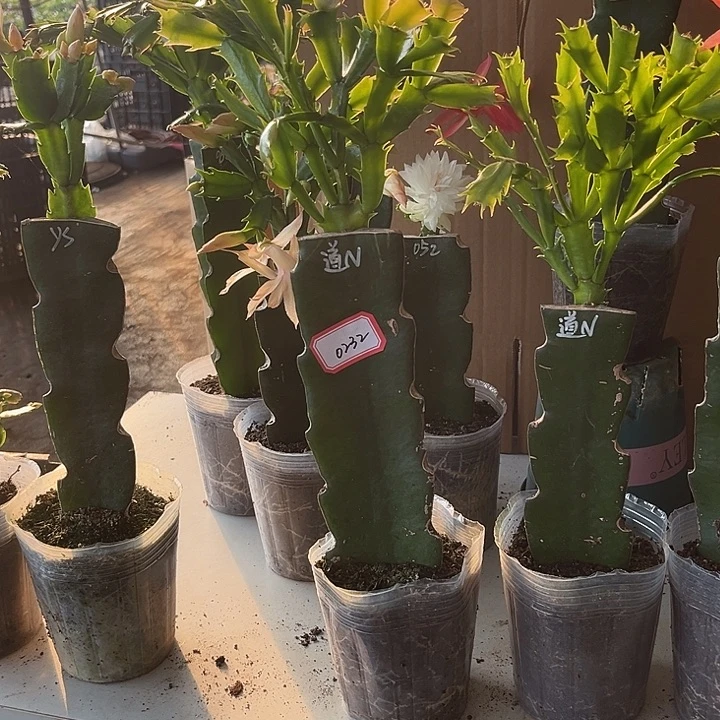 升***机当前无花栽培后可以开花道恩