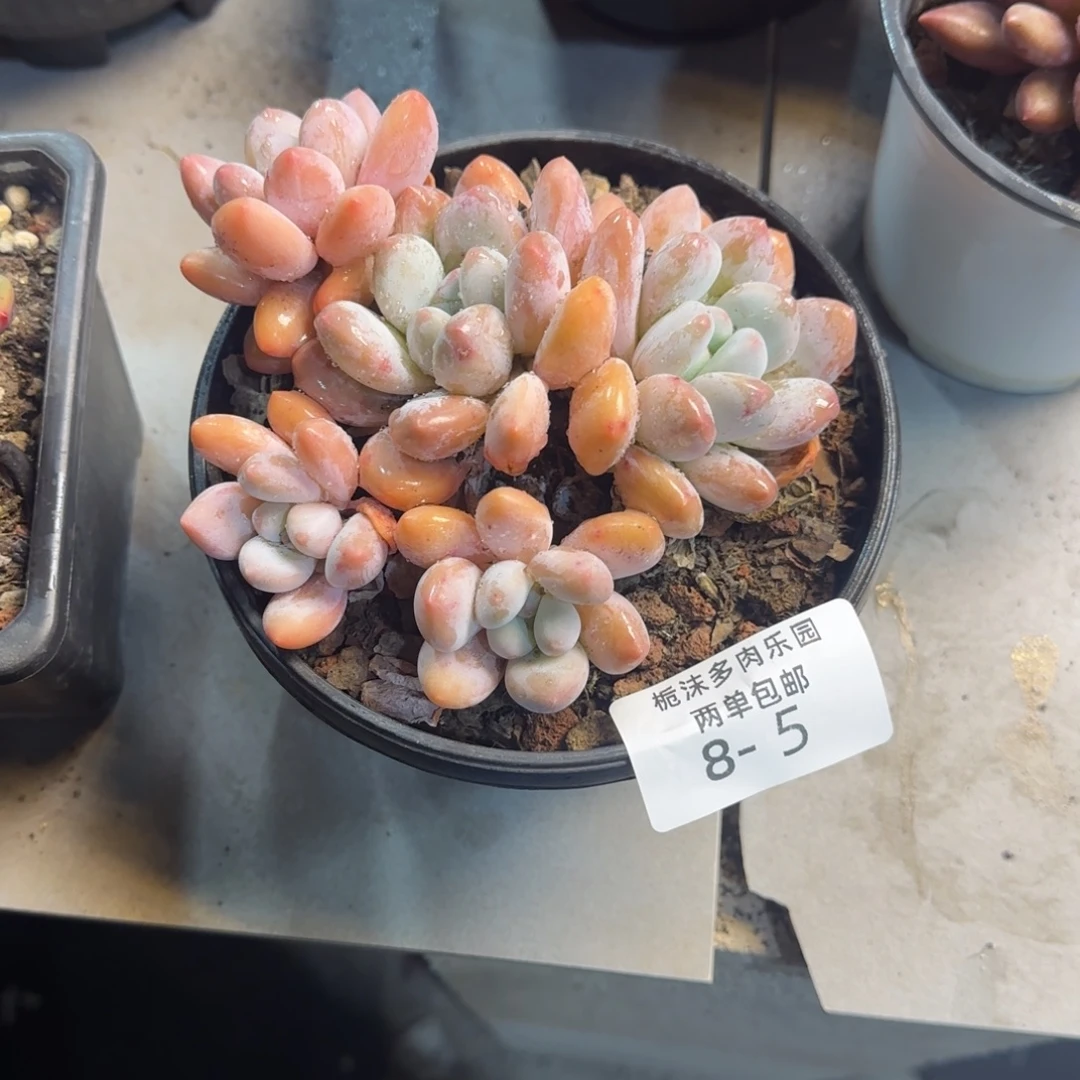 苹****8-5香水多肉植物苹果拍