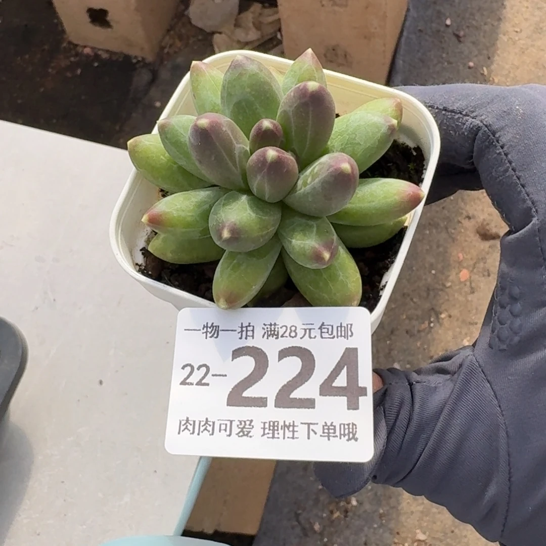 千代田无盆土发货