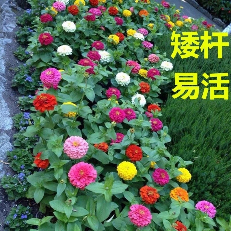 进口矮杆重瓣百日草花四季开花海室外庭院阳台组合花园七彩百日菊