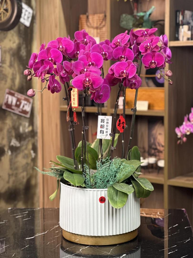 【大辣椒】蝴蝶兰3.0特大杯带花带花苞室内盆栽