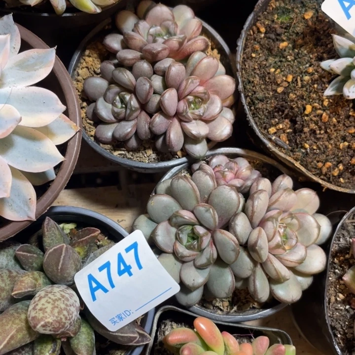 葡萄两颗满20包邮脱土发货