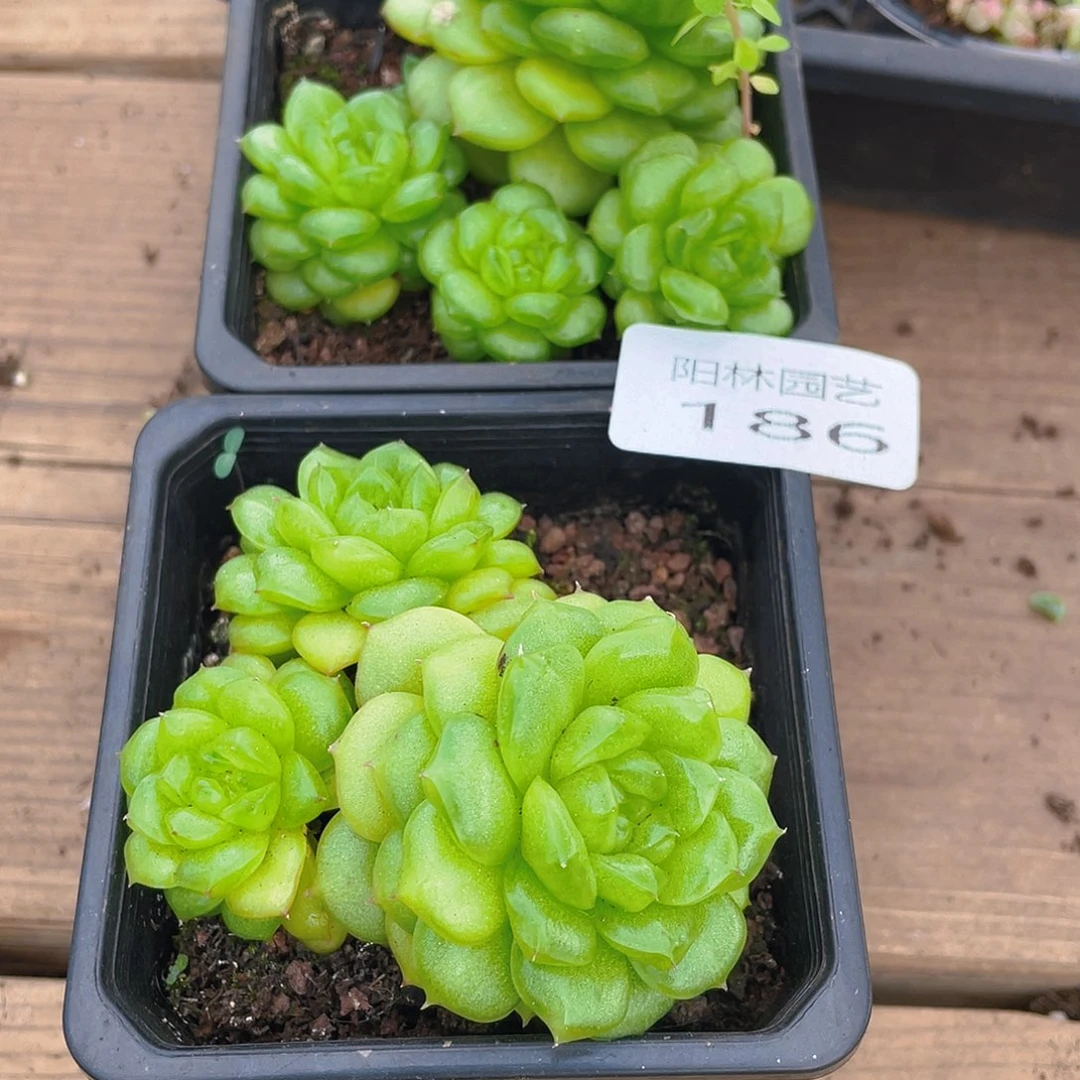 多肉植物多肉植物186