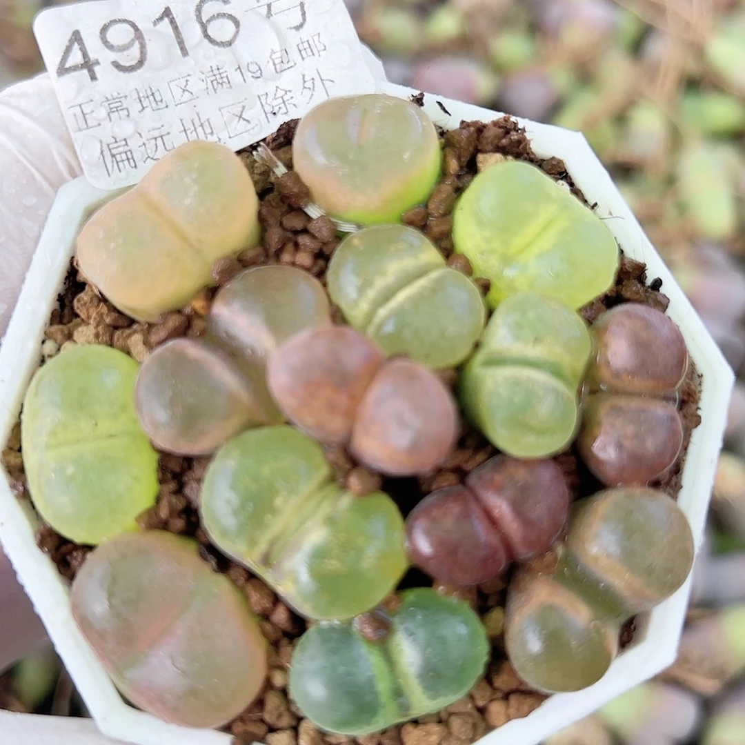 4916风铃玉毛毛混合哦哦哦
