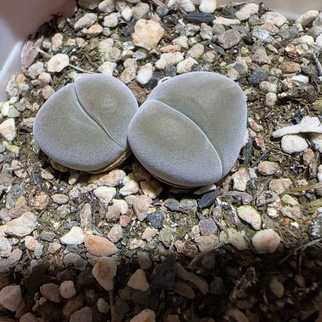 肉锥多肉植物百科-无比玉264