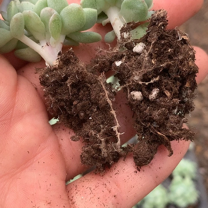 劳***嘎多肉植物一物一拍