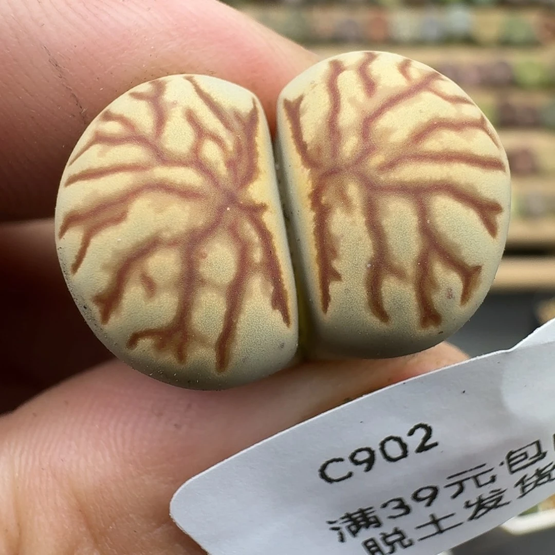 902多肉哈哈哈哈哈哈哈哈