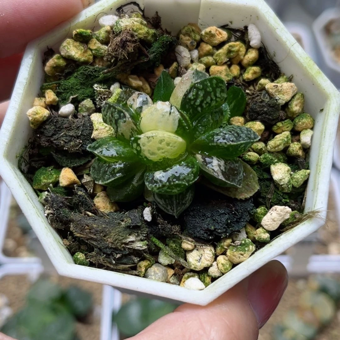 688摩多寿锦哈哈哈哈哈