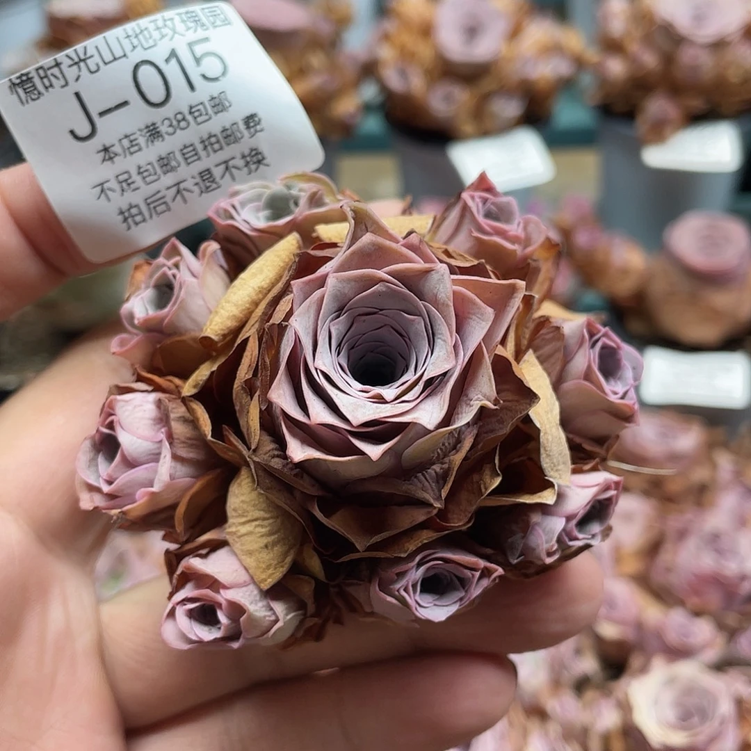 不知名福利015一物一拍