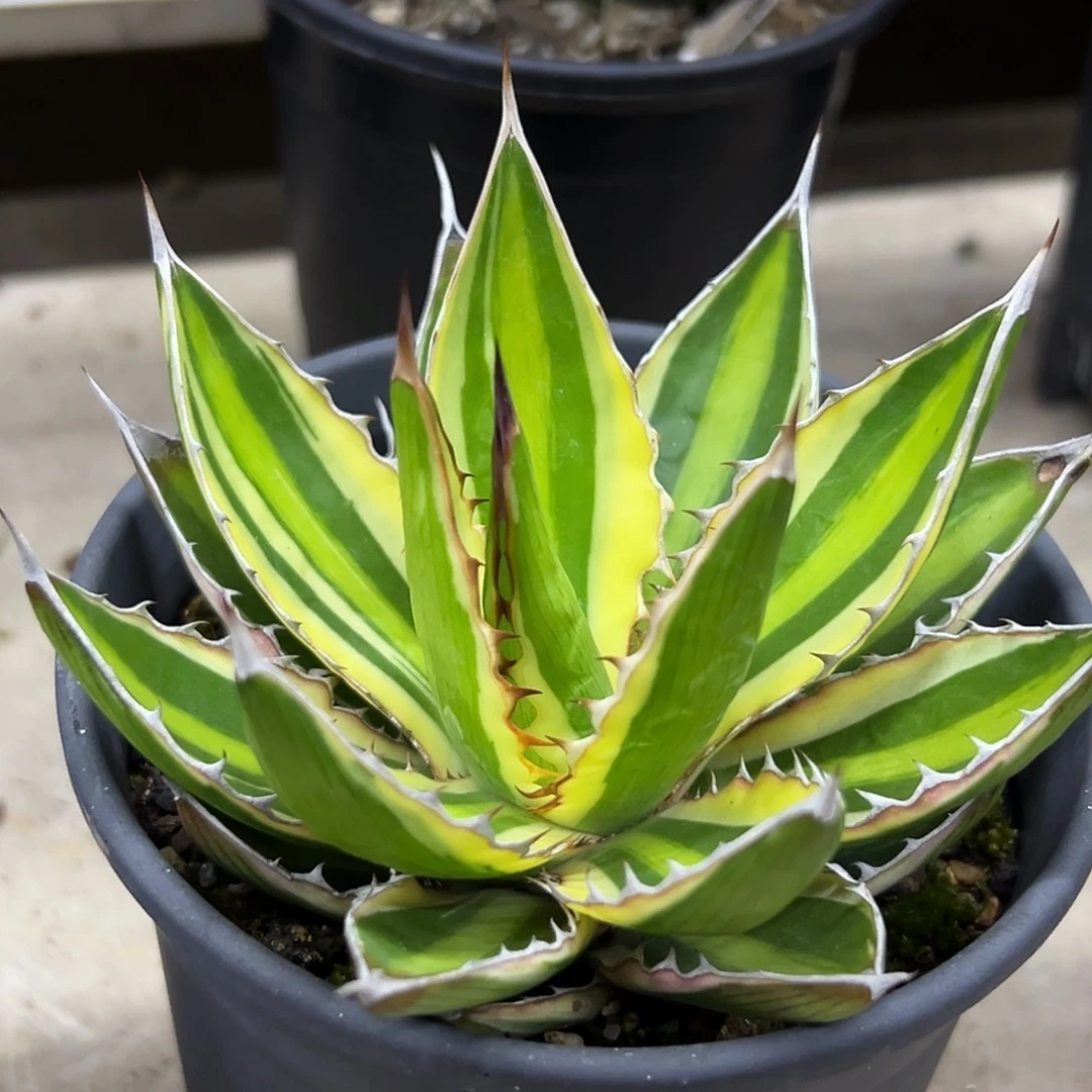 五色万代一物一拍偏远不包邮不退不换