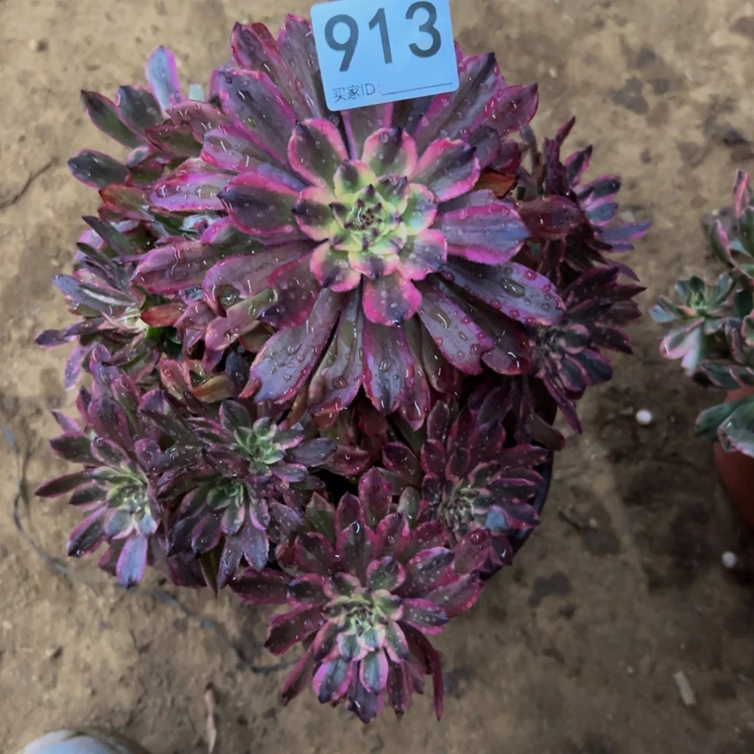 913水墨画多肉植物