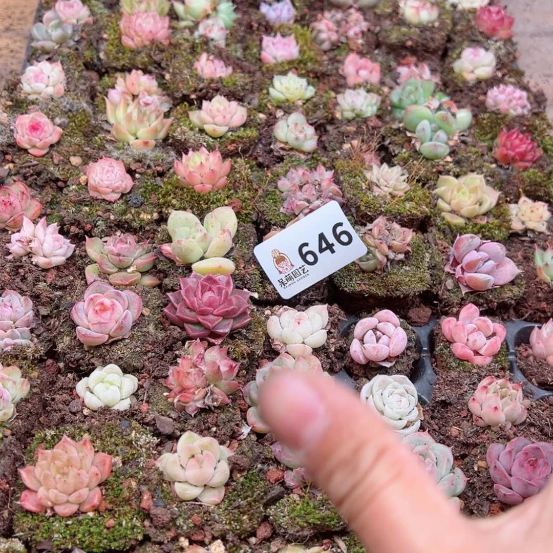 多肉植物多肉植物