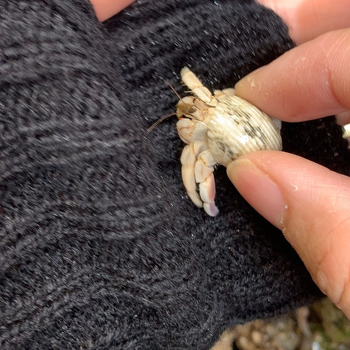 1.2口径奔跑的寄居蟹11号