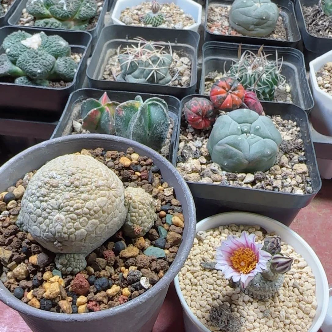 小****员实生多肉4颗000000