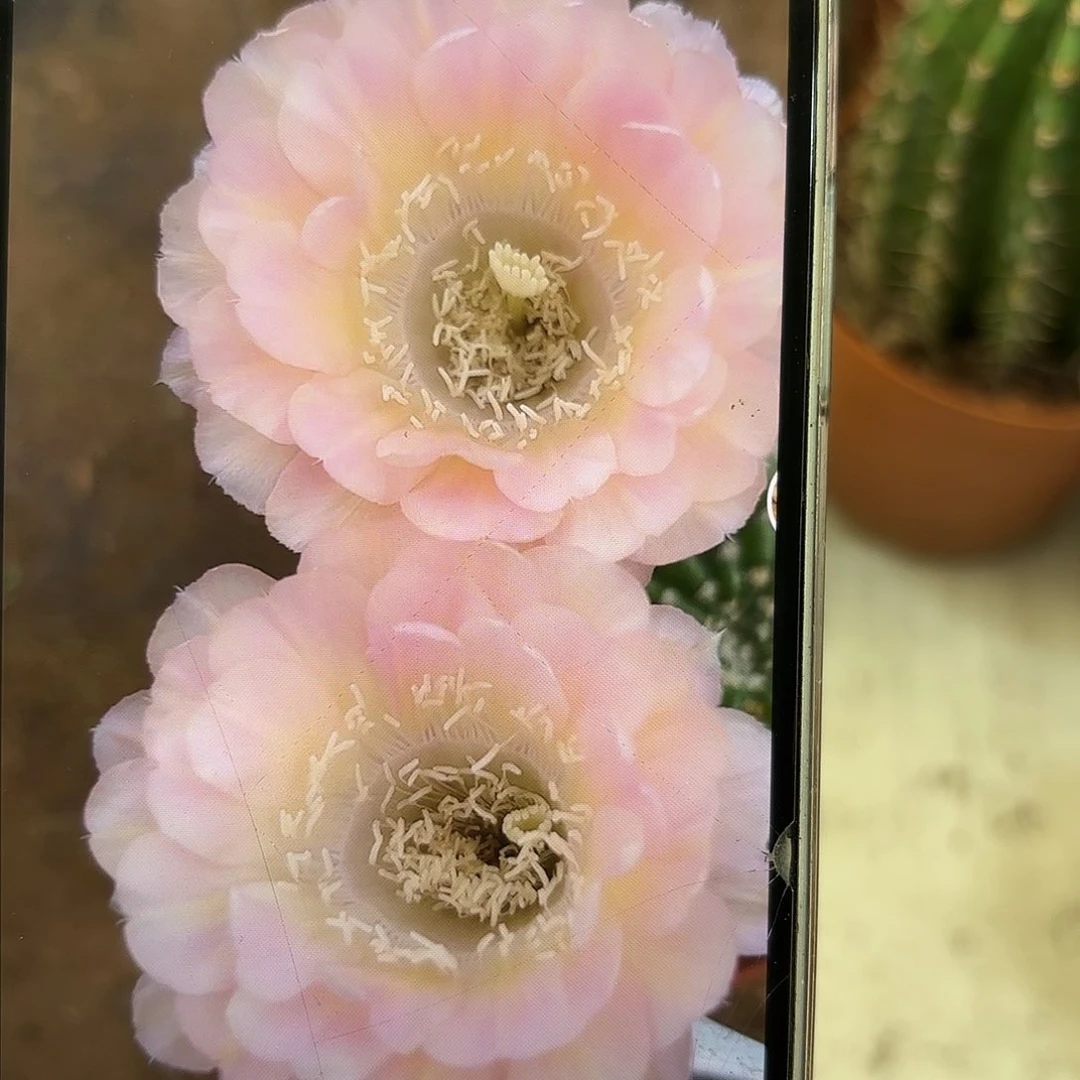 彩草40号侧牙3.5公分左右