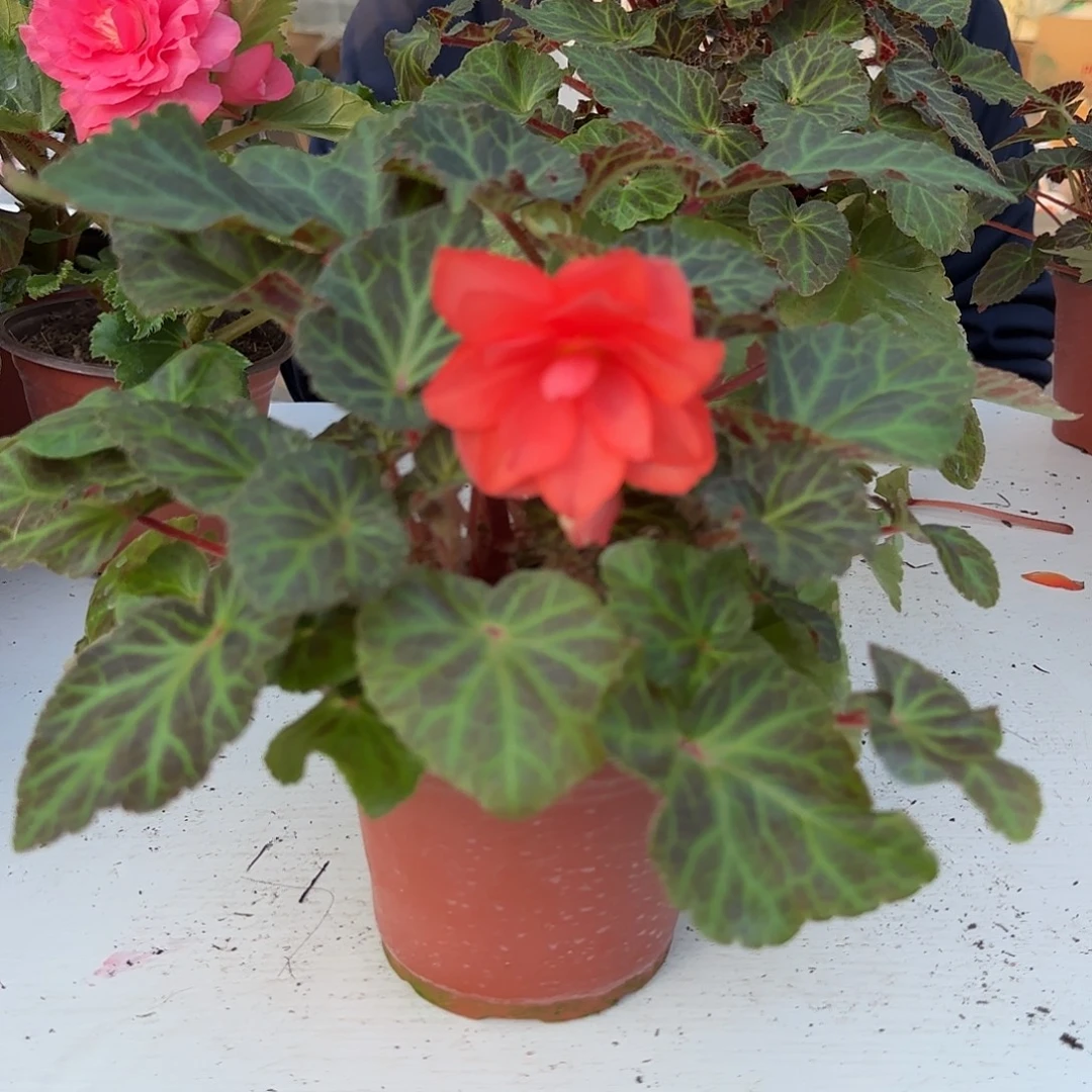 130一代玛丽宝，掉花折叶正常介意勿拍不拍保温冻死不售后