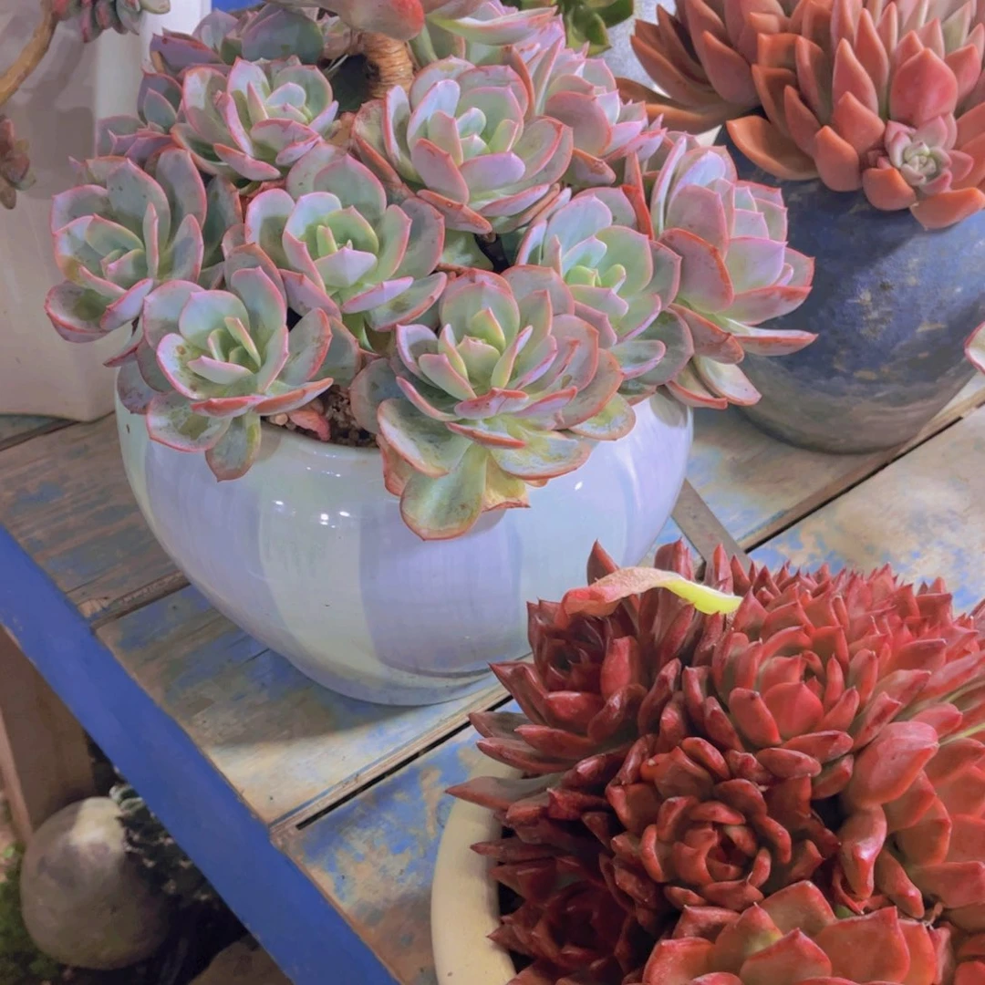 ᝰ***ꪝ多肉植物保护研究所所长一
