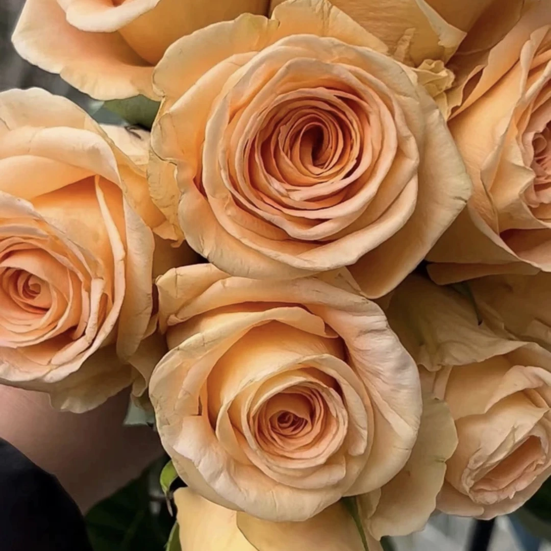 桃色波 根接苗 匠人月季 玫瑰花 四季开花阳台盆栽植物