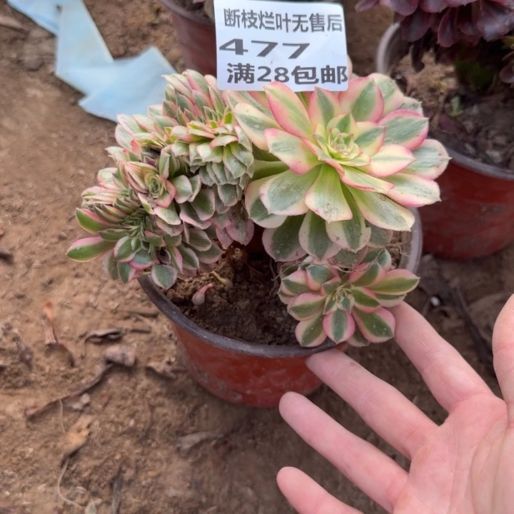 477二号棚倾城缀A