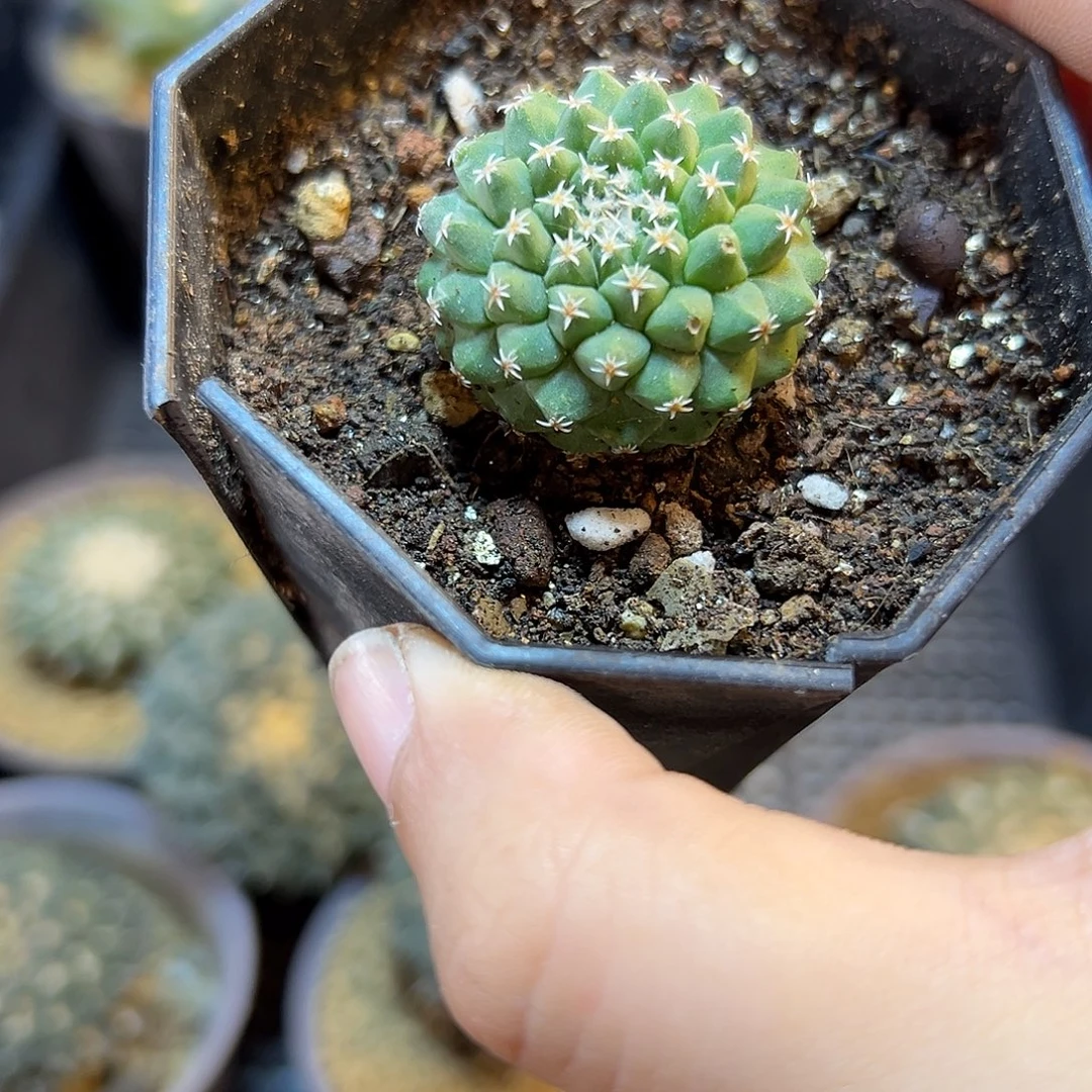 实生菊水2.5公分1颗