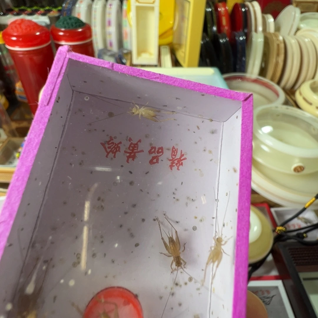 蟋蟀三盒小黄漂亮
