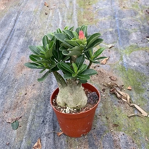 【闪购商品】银*绿植