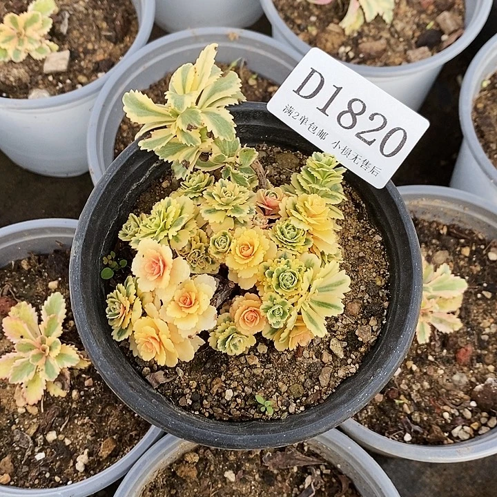 180亚特兰蒂斯多肉