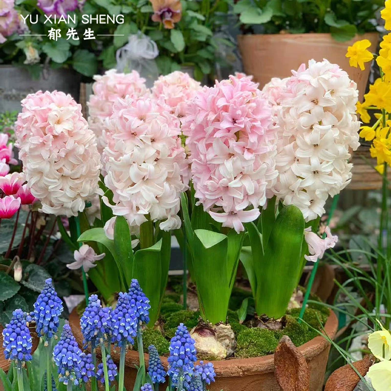 郁先生只卖对版球#进口风信子种球冬季耐寒花卉可水培土培浓香