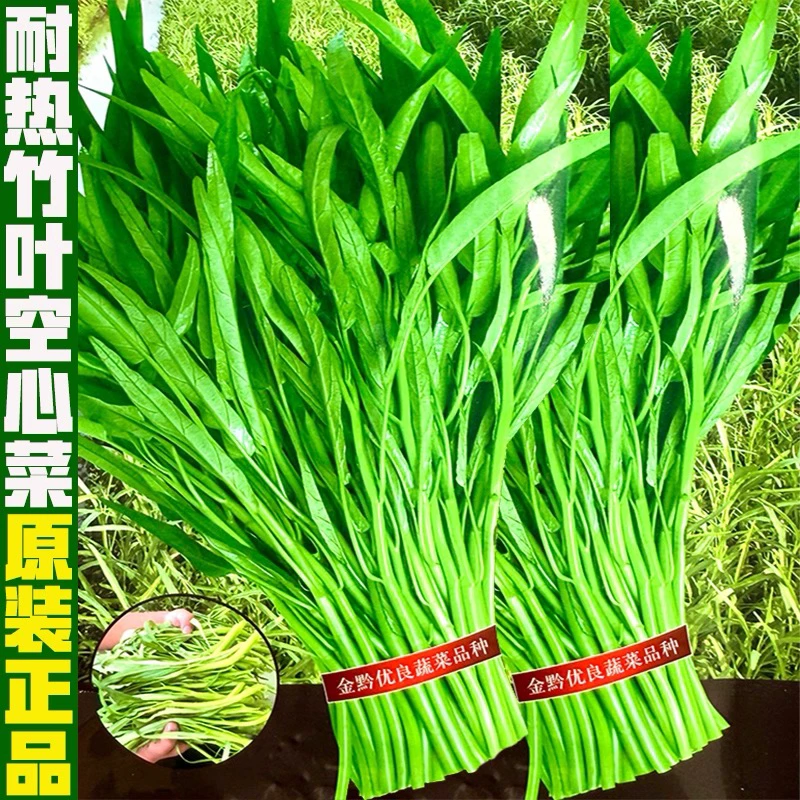 四季多叶空心菜种子可水种圆叶空心菜通心菜高产耐热草莓种子蔬菜