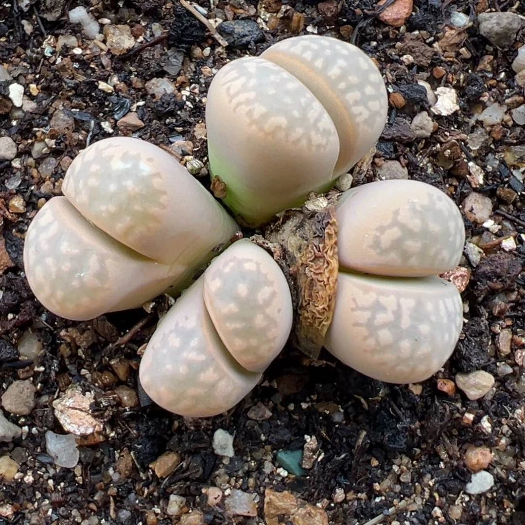 1.15好看的多肉960