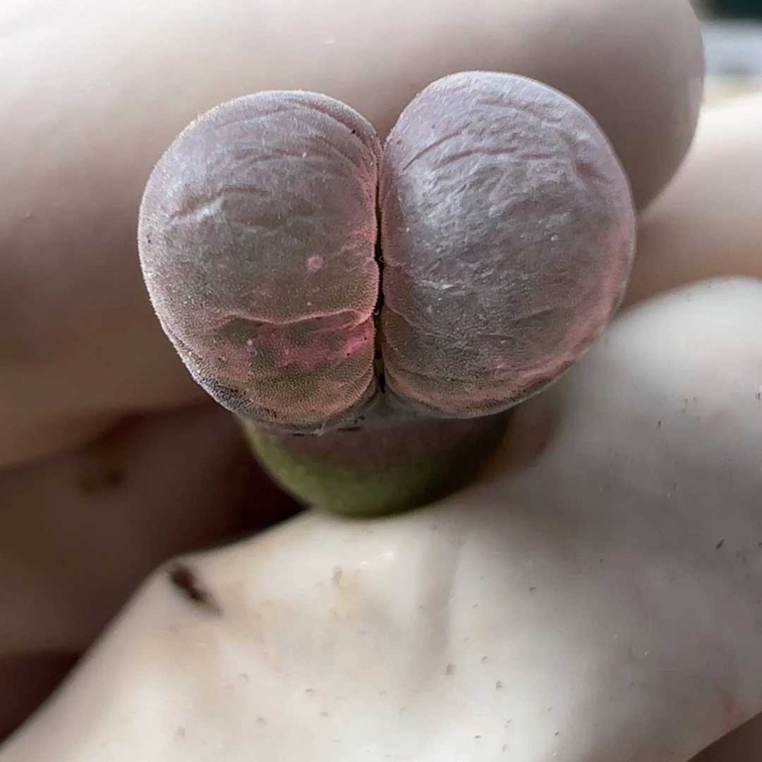 716 好看的多肉冲冲冲