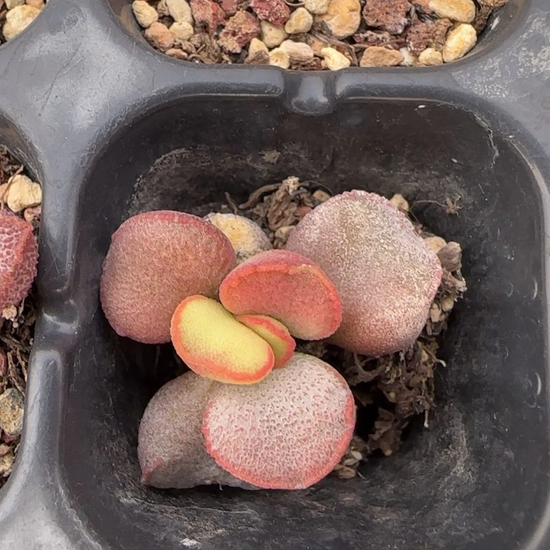 戴安娜水泡多肉植物