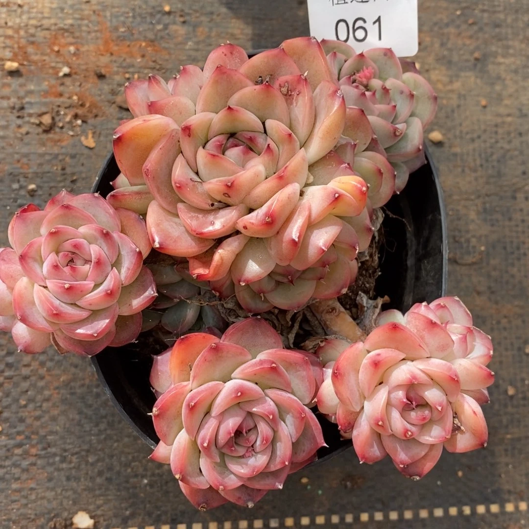 清****༇杂交精品多肉061