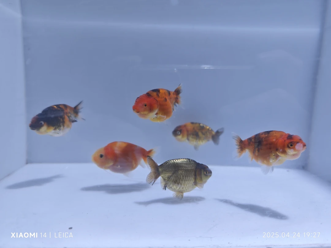 ［DF金鱼］泰寿F1小亚成（精选）顺丰到付