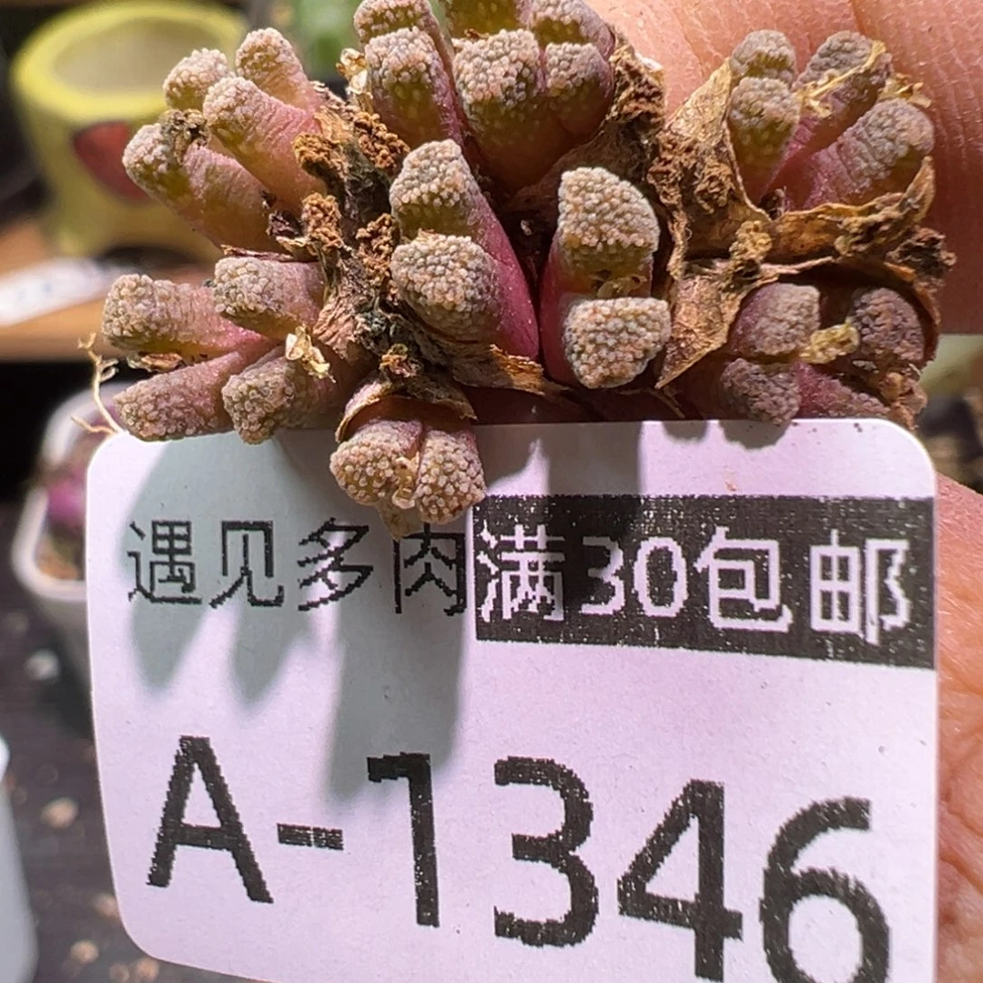 多肉植物1111111111111