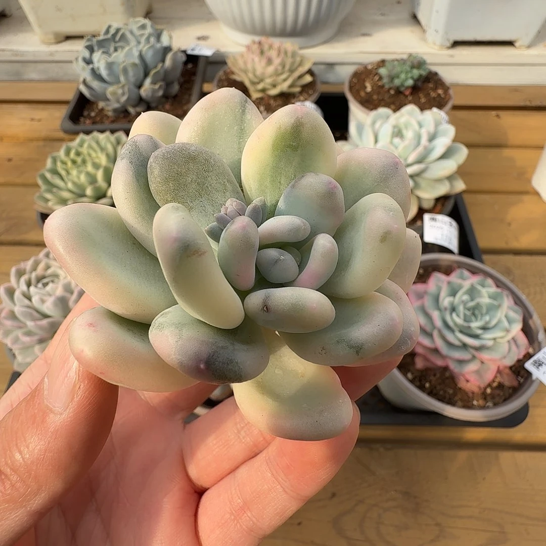 美人杂11111226-154