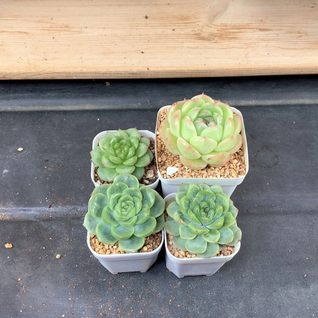 এ***阳珍妮4棵专拍191。。。