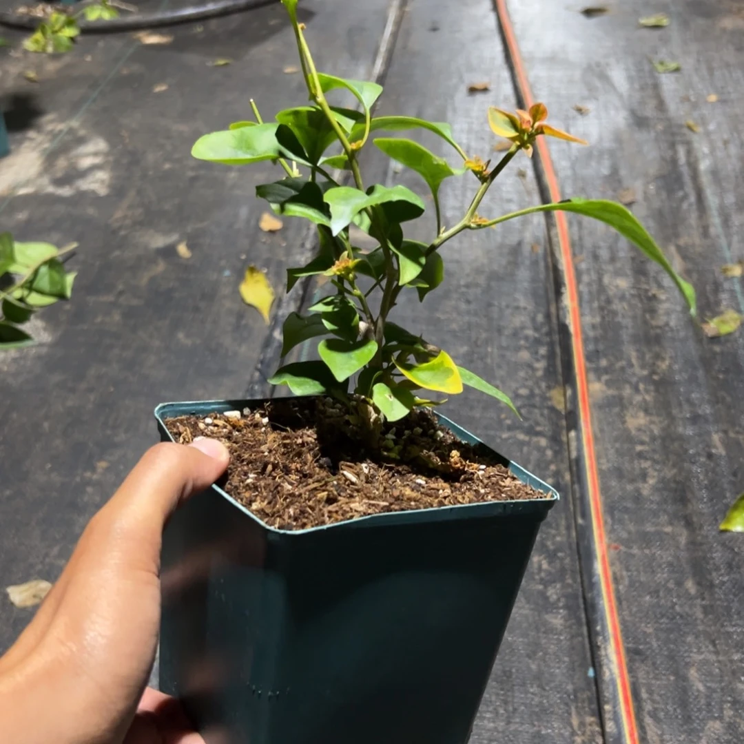 无花朵橙色精彩 剪盆