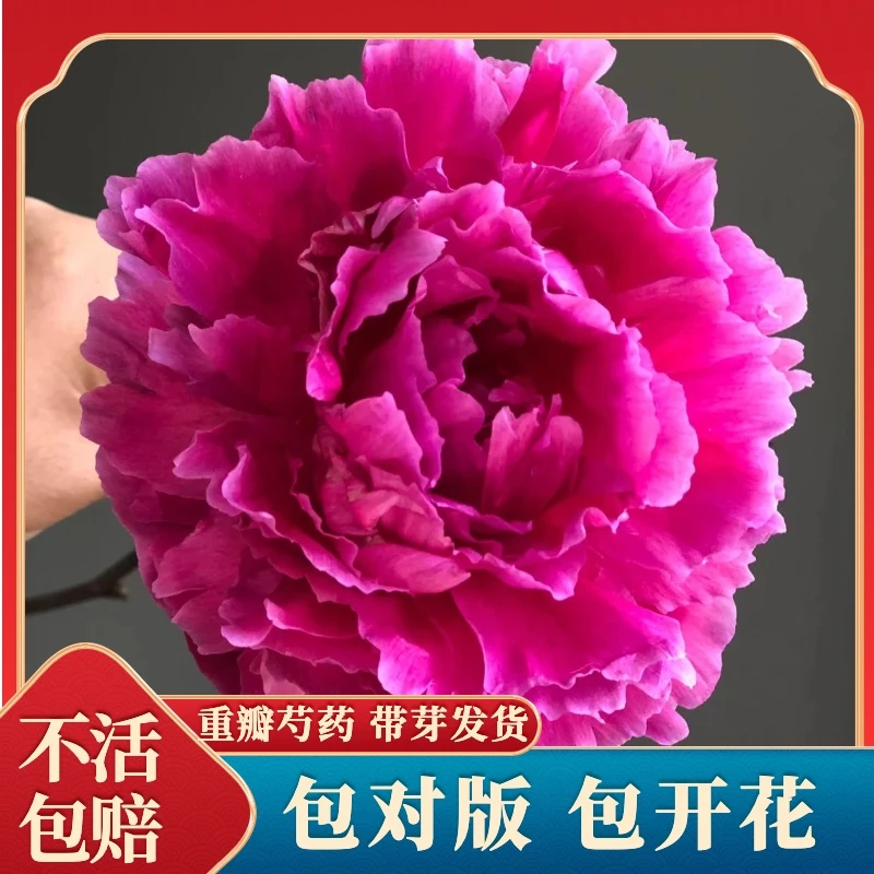 【精选芍药原颗苗国产品种】王安园艺芍药地栽盆栽种苗
