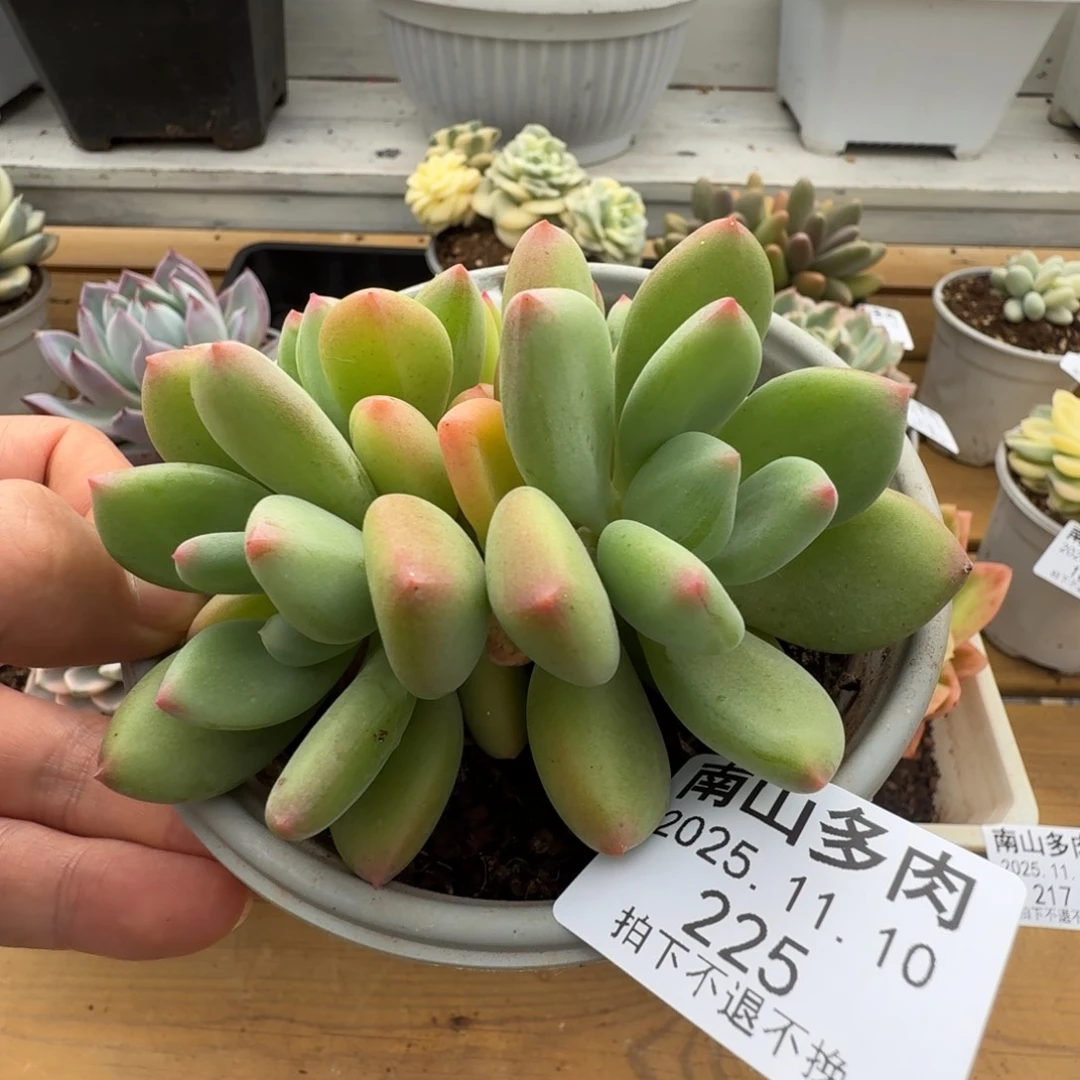 四头清新美人111110-225