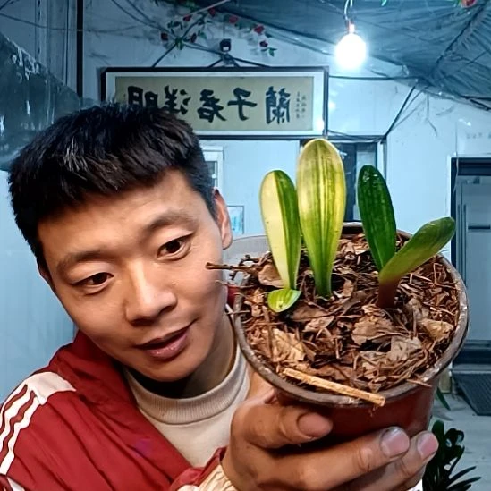 @随心看红尘35一盆