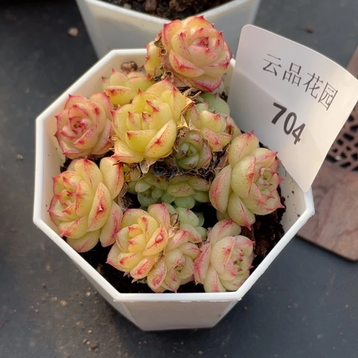 704号糖心冰心珍妮 不包整