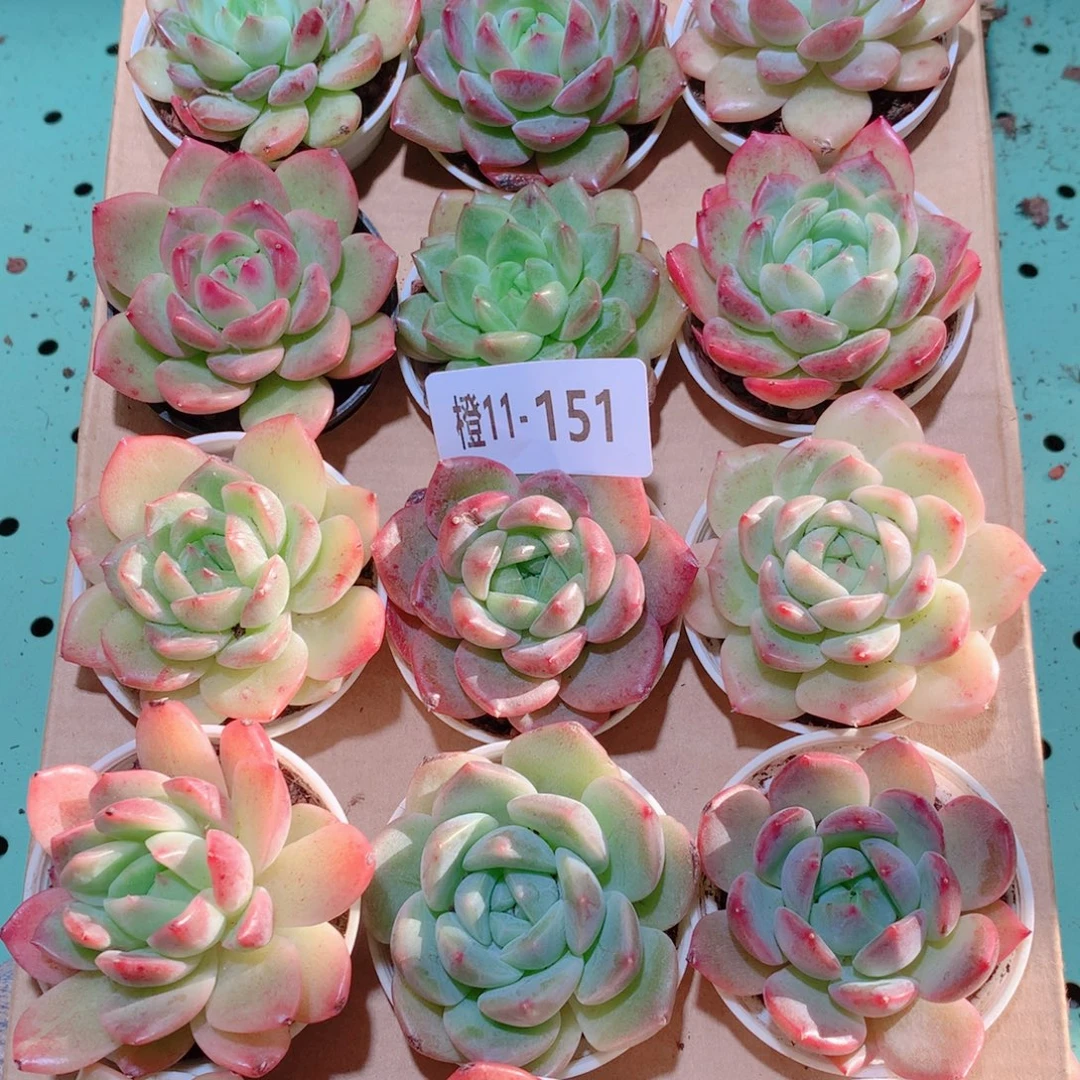 11-151一物一拍多肉带盆18颗