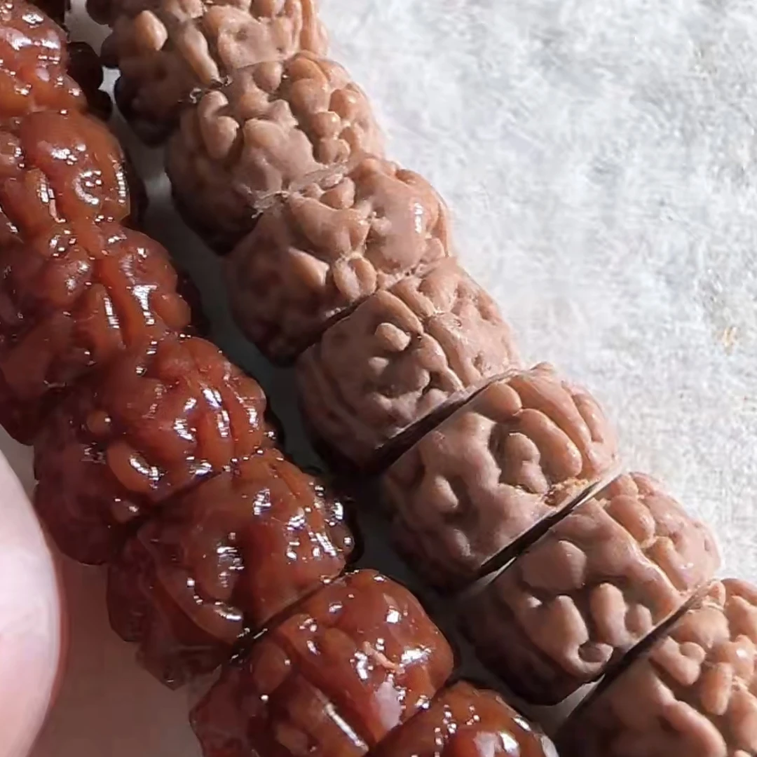 有“万龙甲”之称的藏切小金刚