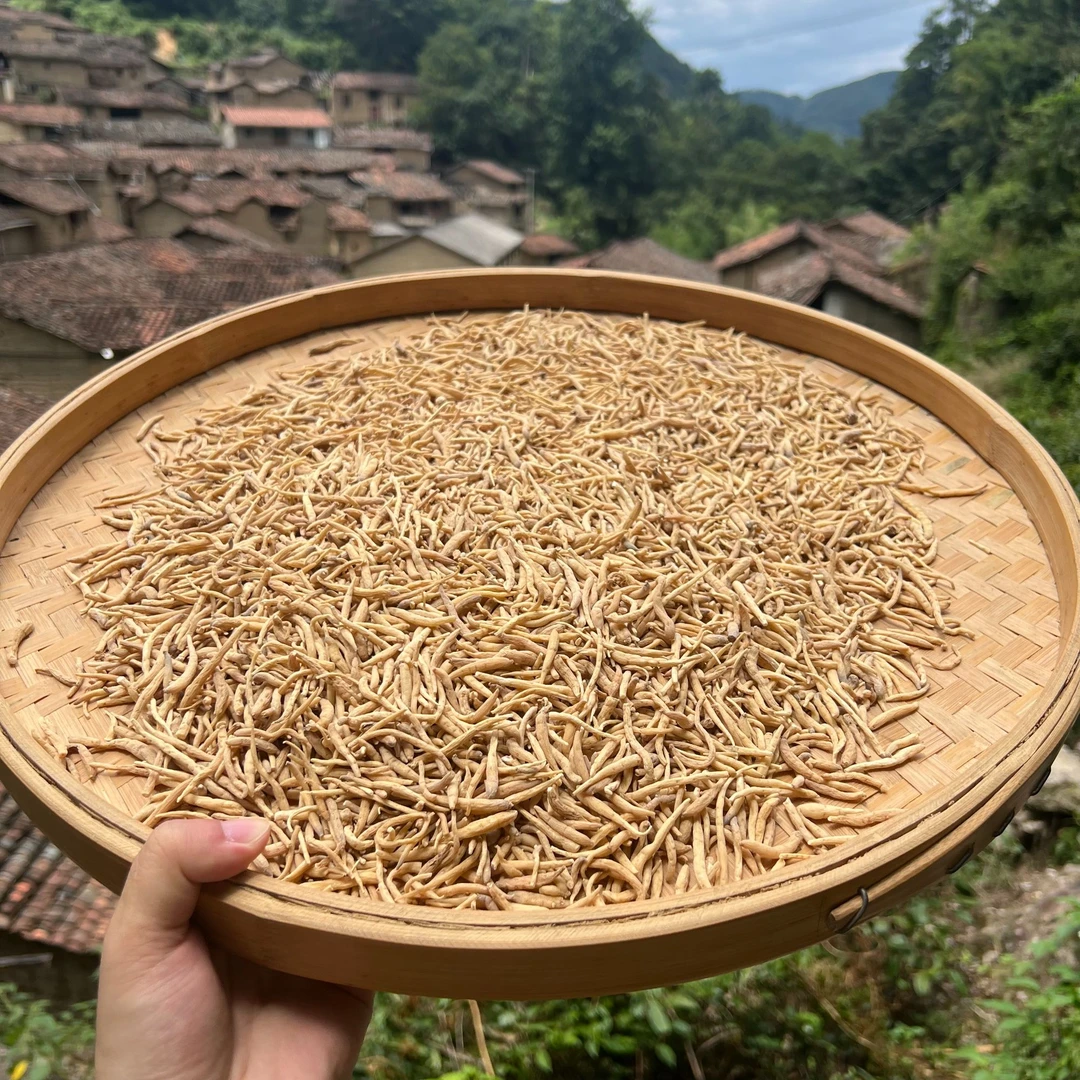 高山 农家 太子参