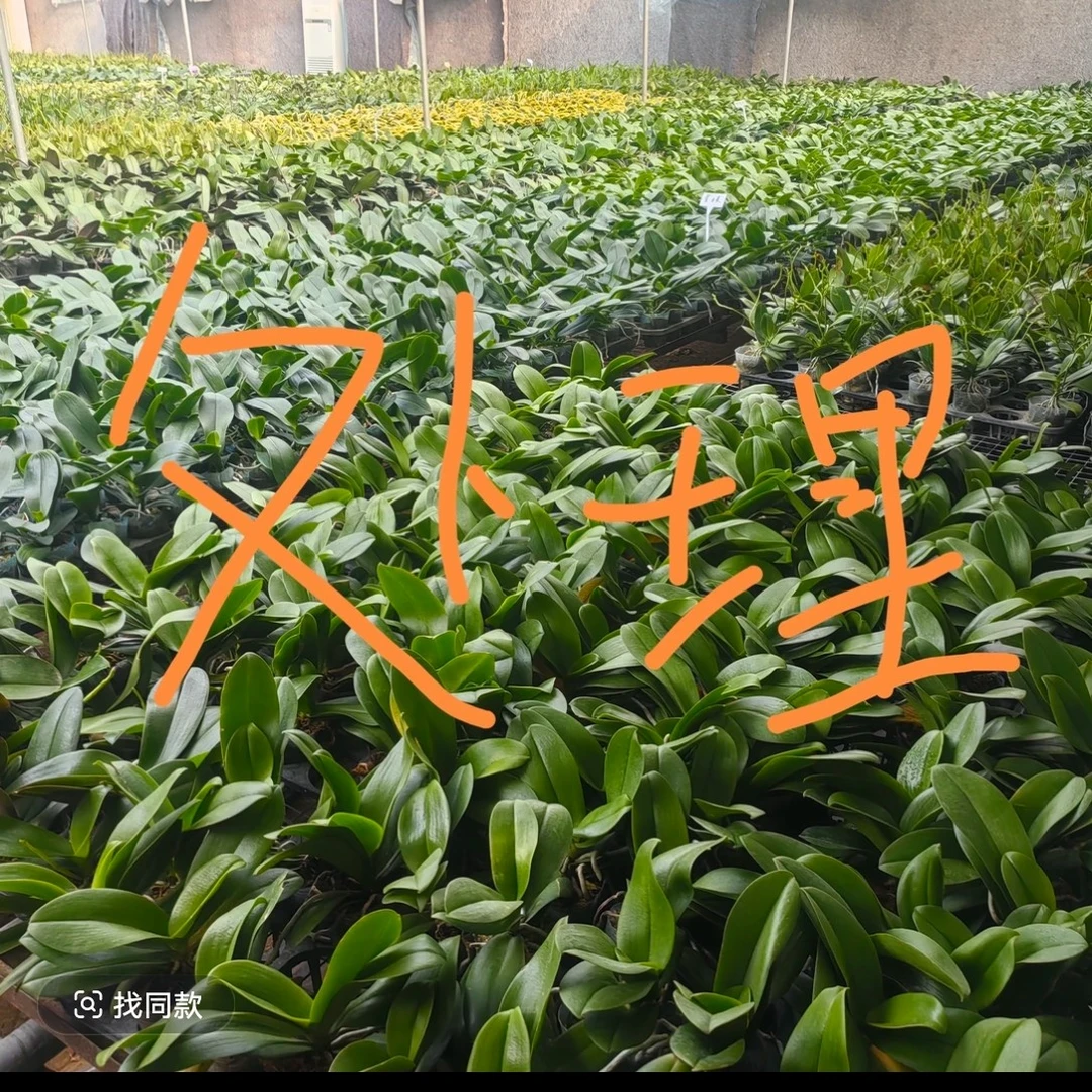 2.5-3.0寸杯不带花剑破损花后苗蝴蝶兰花苗盲盒随机发没有售后