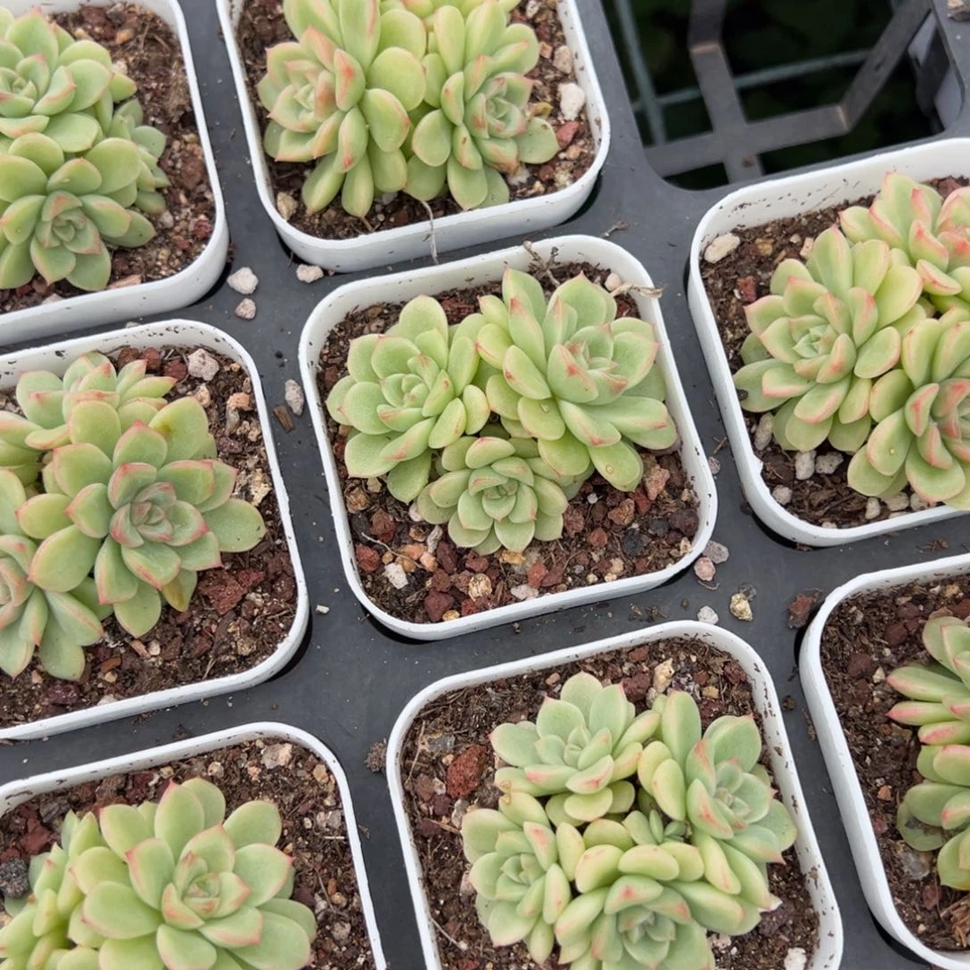 珍珠麦秆群一颗量拍多肉满20元包邮