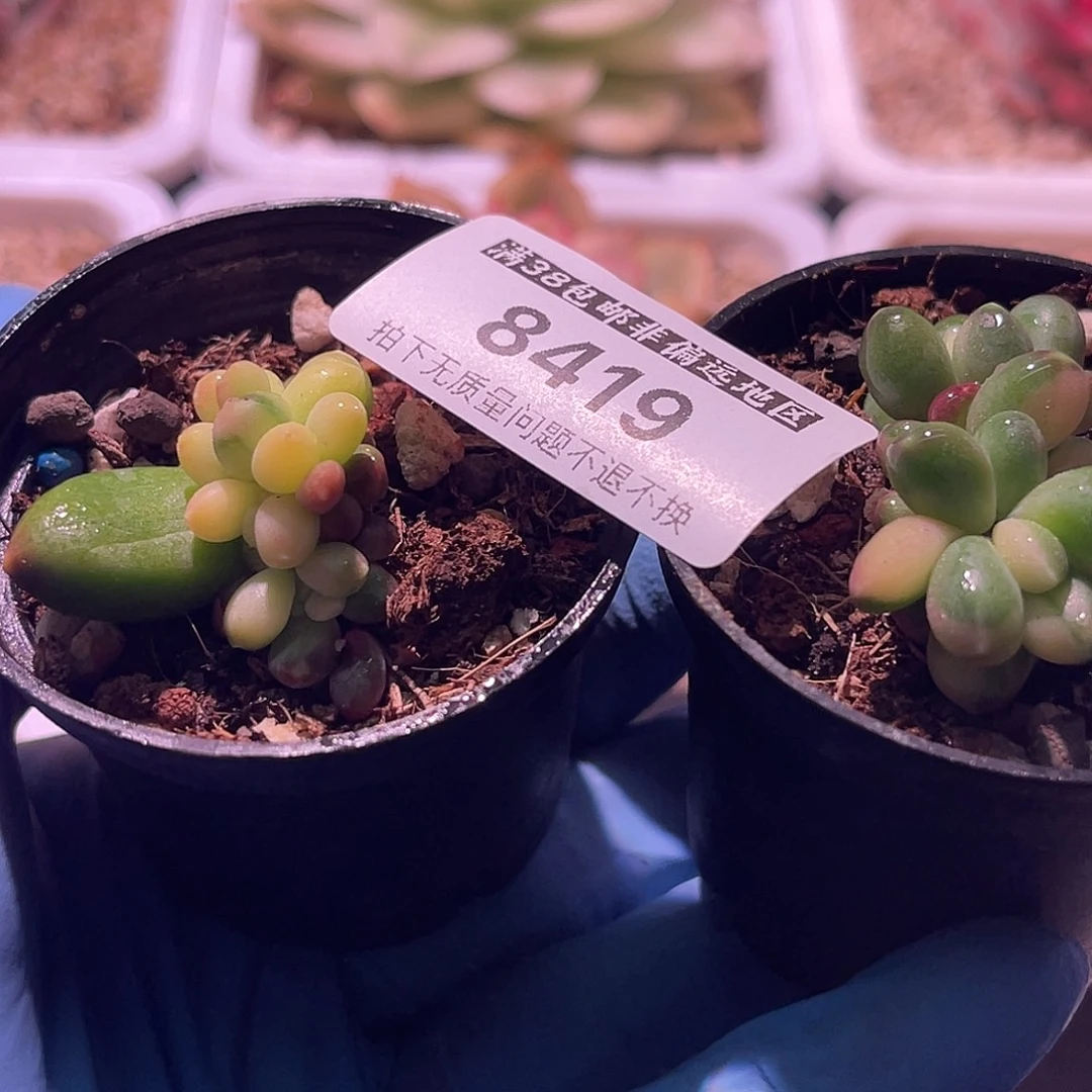 不***甜尚品园艺一组8419