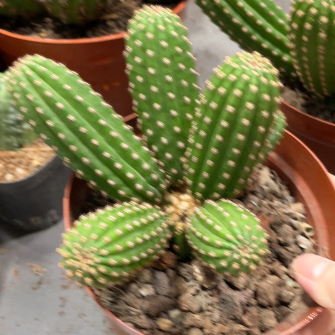 群生多头金4一物一拍1